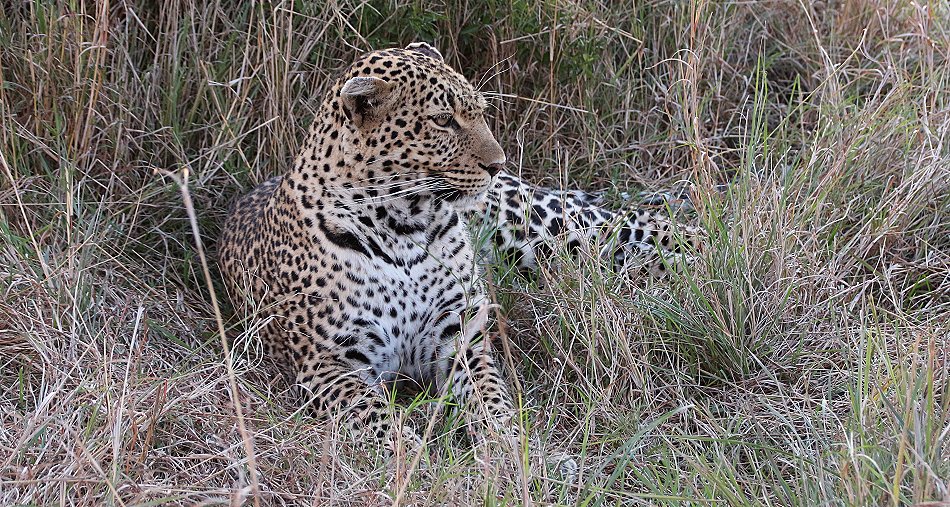 Leopardin Luluka