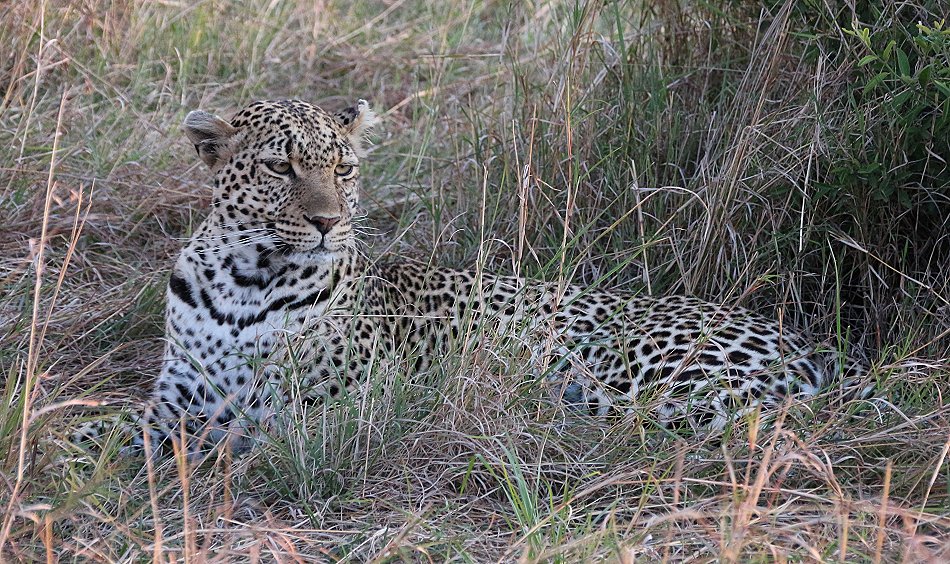 Leopardin Luluka