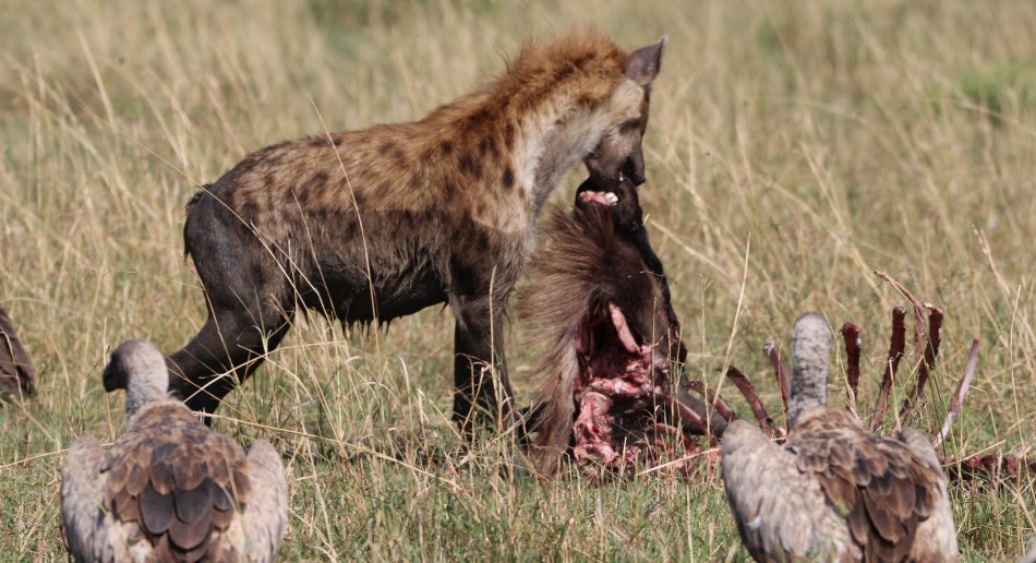 Tüpfelhyänen, Geier und Marabu am Kadaver