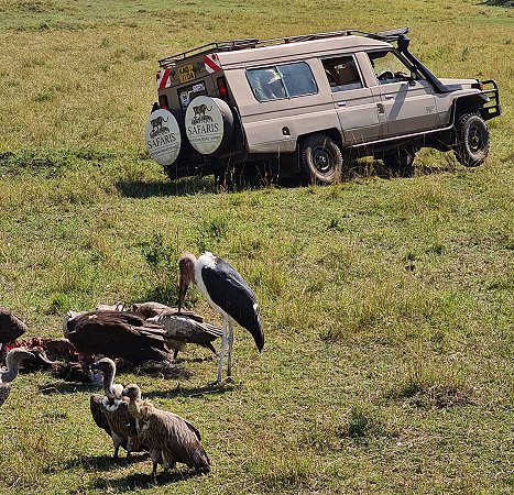 Land Cruiser im Warzenschweinbau eingebrochen