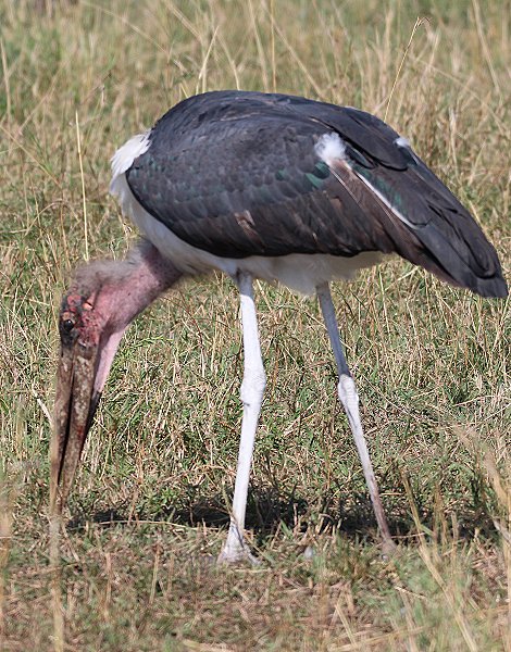 Tüpfelhyänen, Geier und Marabu am Kadaver