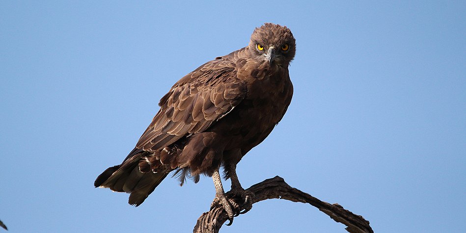 Schlangenadler
