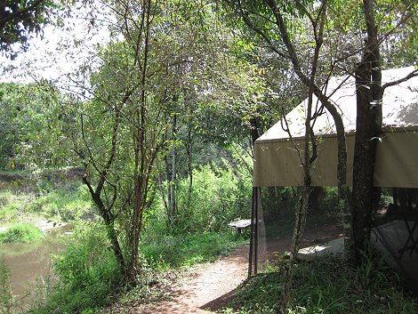 Mara Bush Camp - Bush Wing - Ol Are Orok - Masai Mara