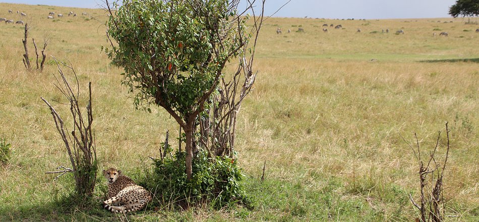 Gepardin in der Masai Mara