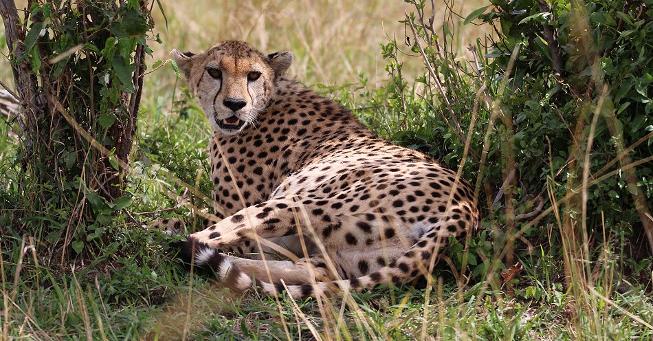 Gepardin in der Masai Mara