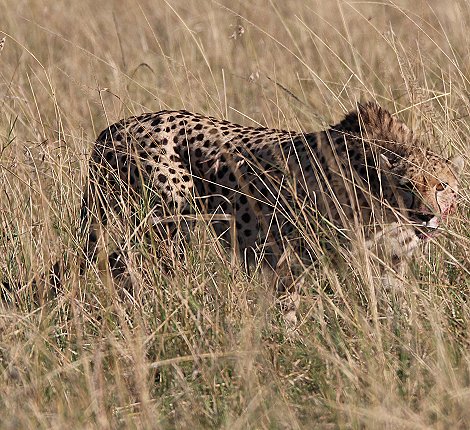 scheues Geparden Männchen in den Topi Plains