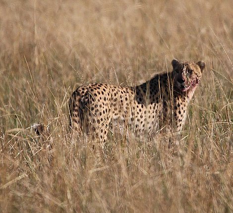 scheues Geparden Männchen in den Topi Plains