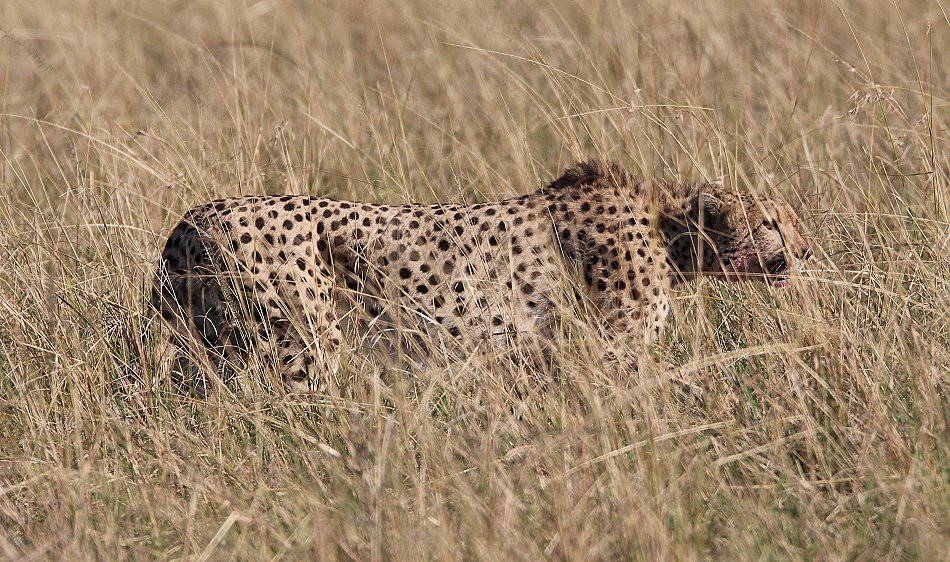 scheues Geparden Männchen in den Topi Plains