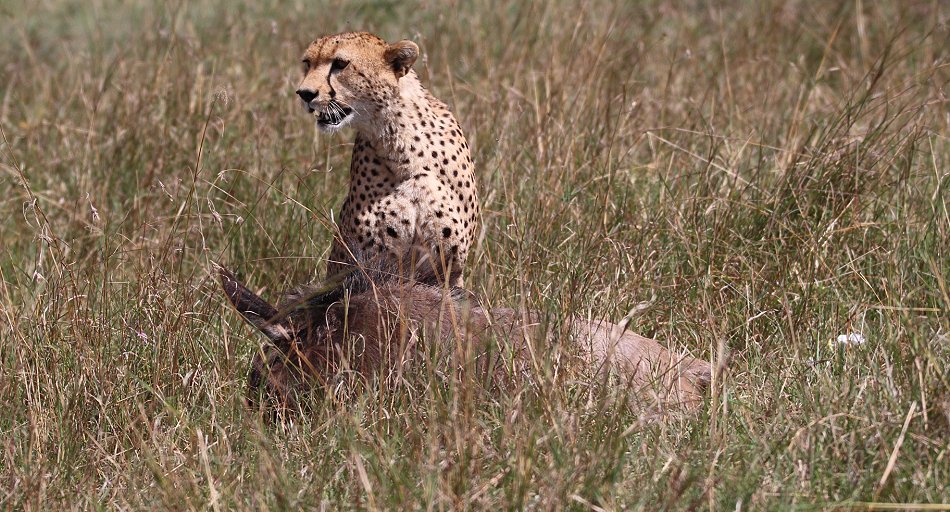 Geparden Männchen Mwanga