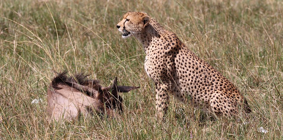 Geparden Männchen Mwanga