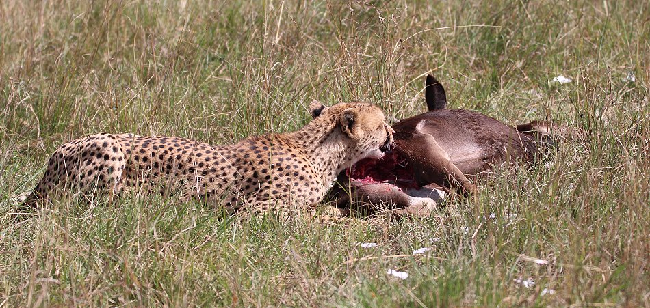 Geparden Männchen Mwanga mit erbeuteten Gnukalb