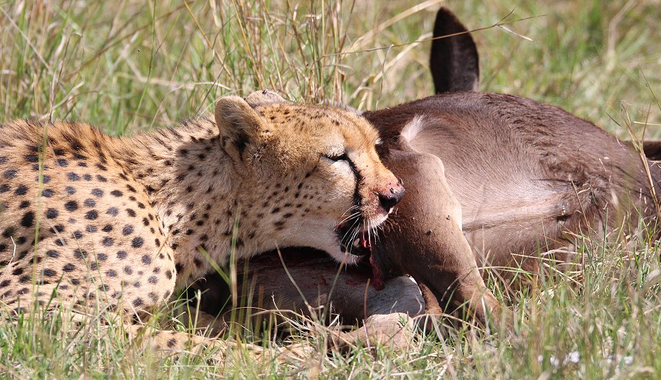 Geparden Männchen Mwanga mit erbeuteten Gnukalb
