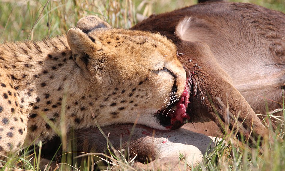 Geparden Männchen Mwanga mit erbeuteten Gnukalb