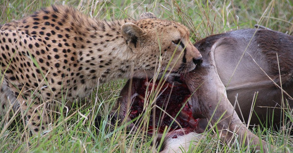 Geparden Männchen Mwanga mit erbeuteten Gnukalb