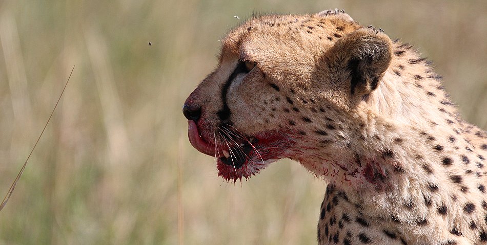 Geparden Männchen Mwanga mit erbeuteten Gnukalb