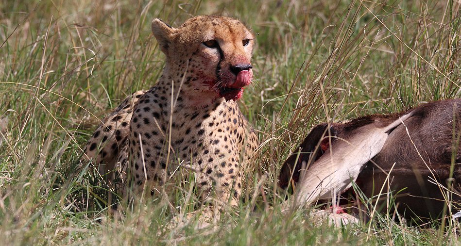 Geparden Männchen Mwanga mit erbeuteten Gnukalb