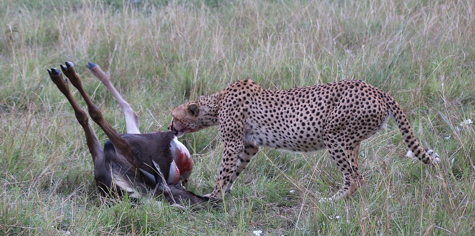 Geparden Männchen Mwanga mit erbeuteten Gnukalb