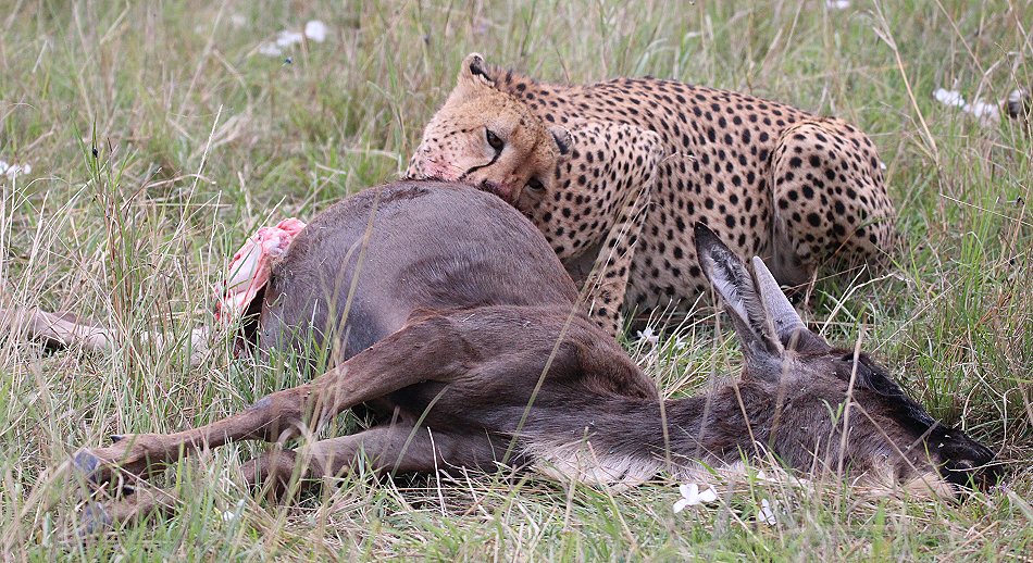 Geparden Männchen Mwanga mit erbeuteten Gnukalb