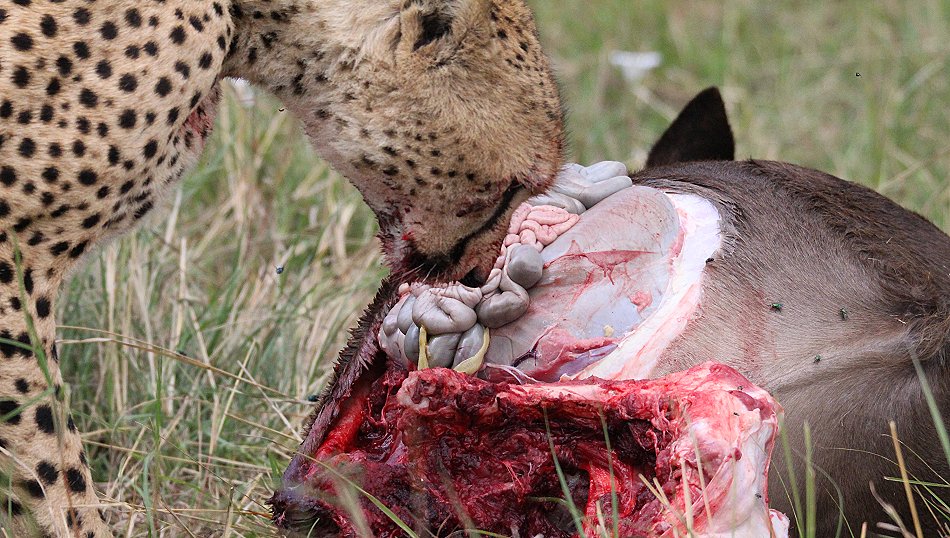 Geparden Männchen Mwanga mit erbeuteten Gnukalb