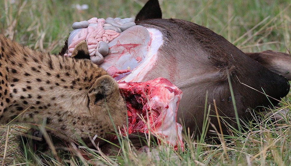 Geparden Männchen Mwanga mit erbeuteten Gnukalb
