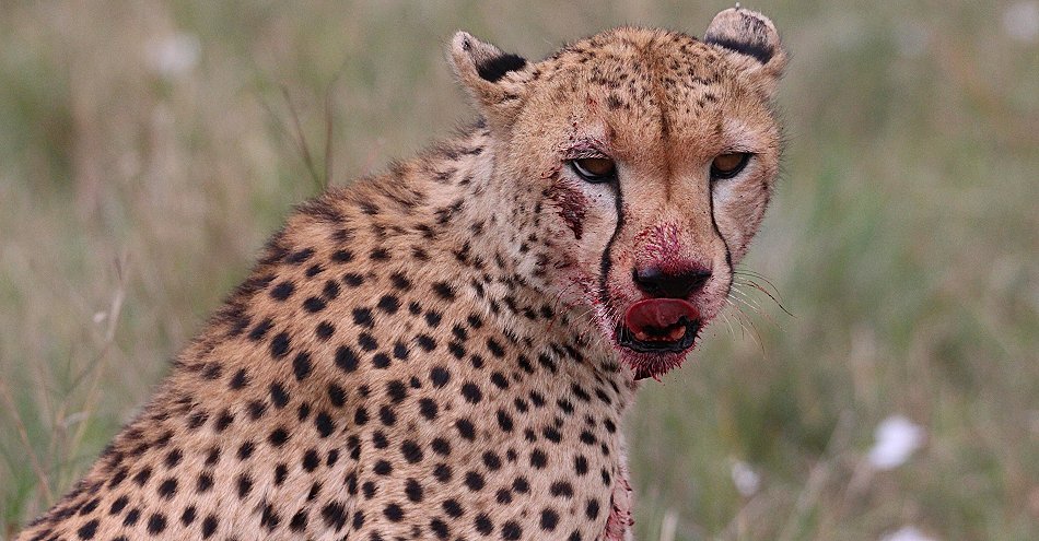 Geparden Männchen Mwanga mit erbeuteten Gnukalb