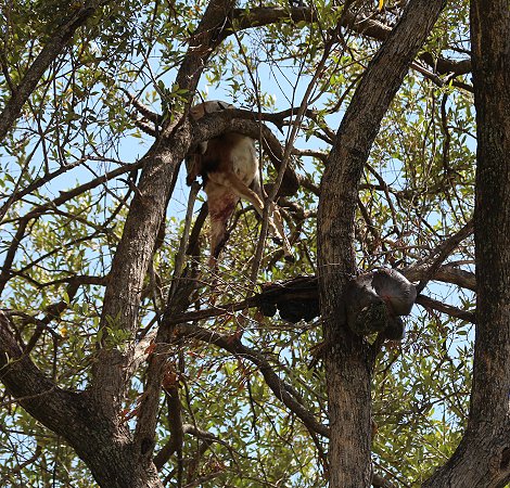 Leoparden Beute im Baum
