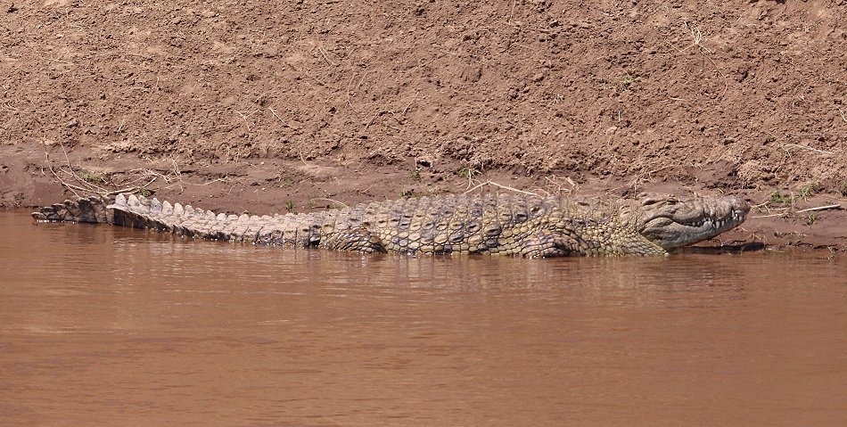 Nilkrokodil am Mara River