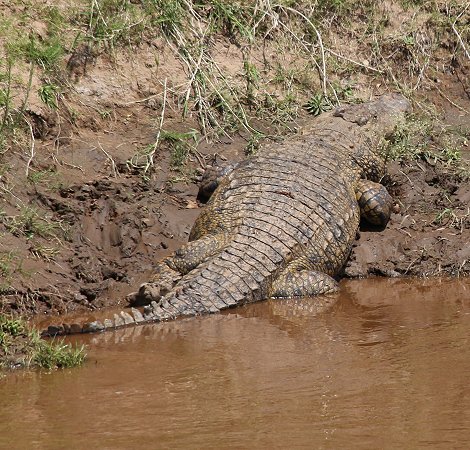Nilkrokodil am Mara River