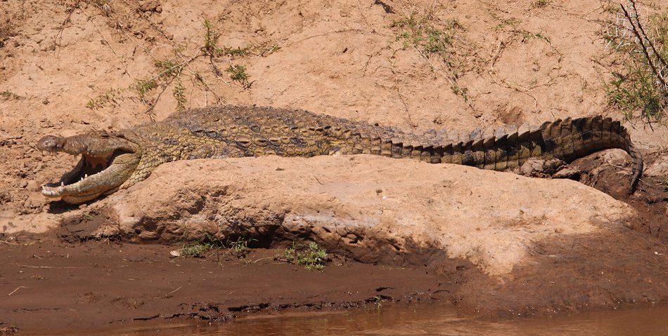 Nilkrokodil am Mara River