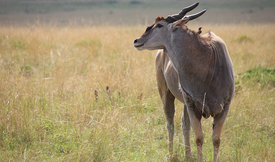 Elenantilope