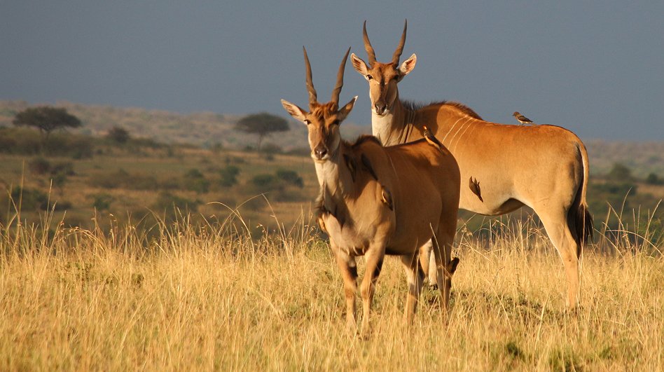 Elenantilope