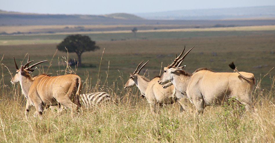 Elenantilope