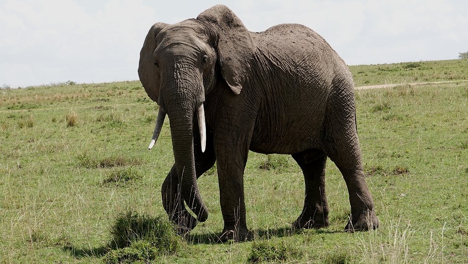Elefant in der Masai Mara