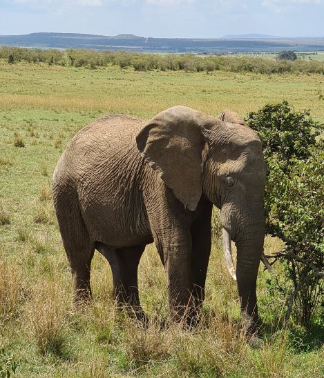 Elefant in der Masai Mara