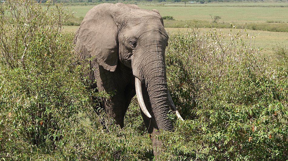 Elefant in der Masai Mara