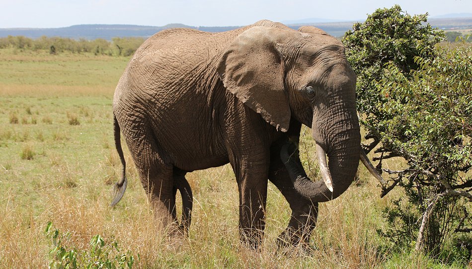 Elefant in der Masai Mara