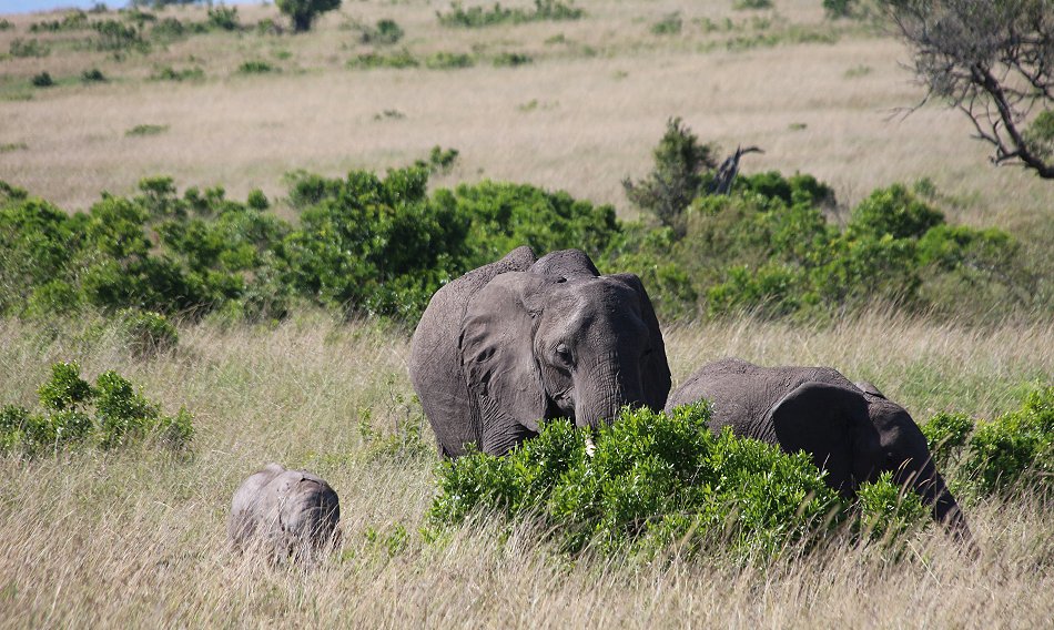 Elefanten in der Masai Mara