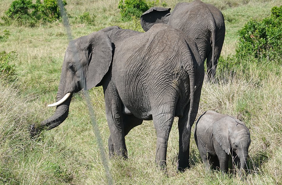 Elefanten in der Masai Mara