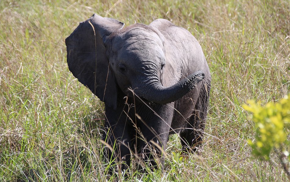 Elefantenpirsch in der Masai Mara