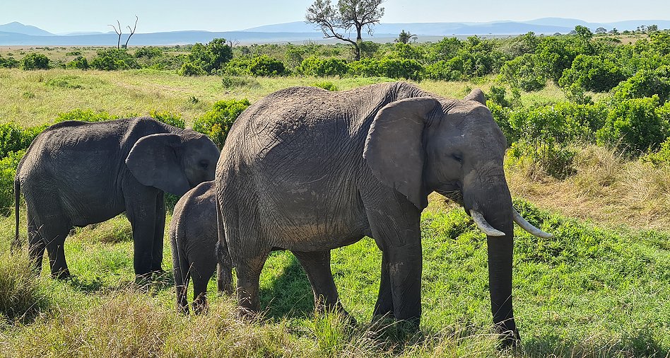 Elefanten in der Masai Mara