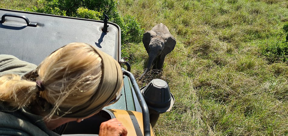 Elefantenpirsch in der Masai Mara