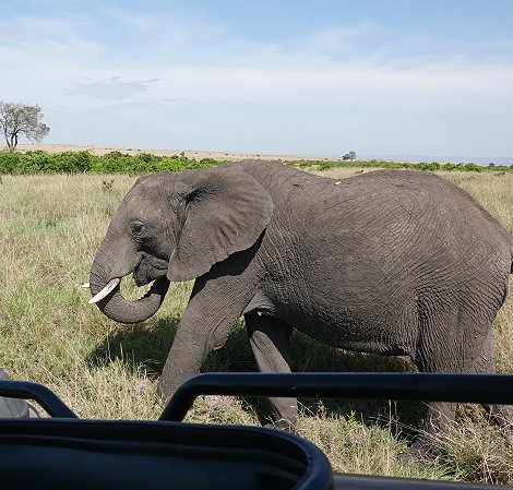Elefanten in der Masai Mara