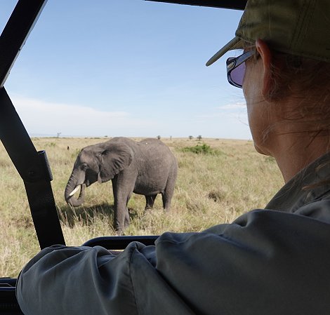 Elefanten in der Masai Mara