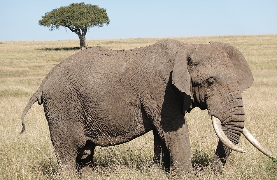 Elefanten Begegnung in der Masai Mara
