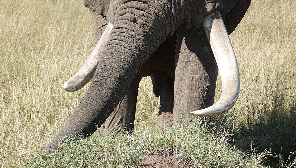 Elefanten Begegnung in der Masai Mara