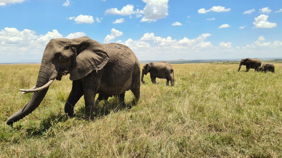 zwischen den Elefanten der Masai Mara