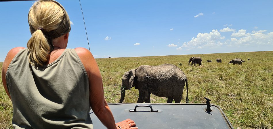 zwischen den Elefanten der Masai Mara