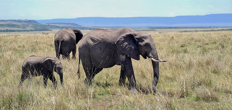 zwischen den Elefanten der Masai Mara