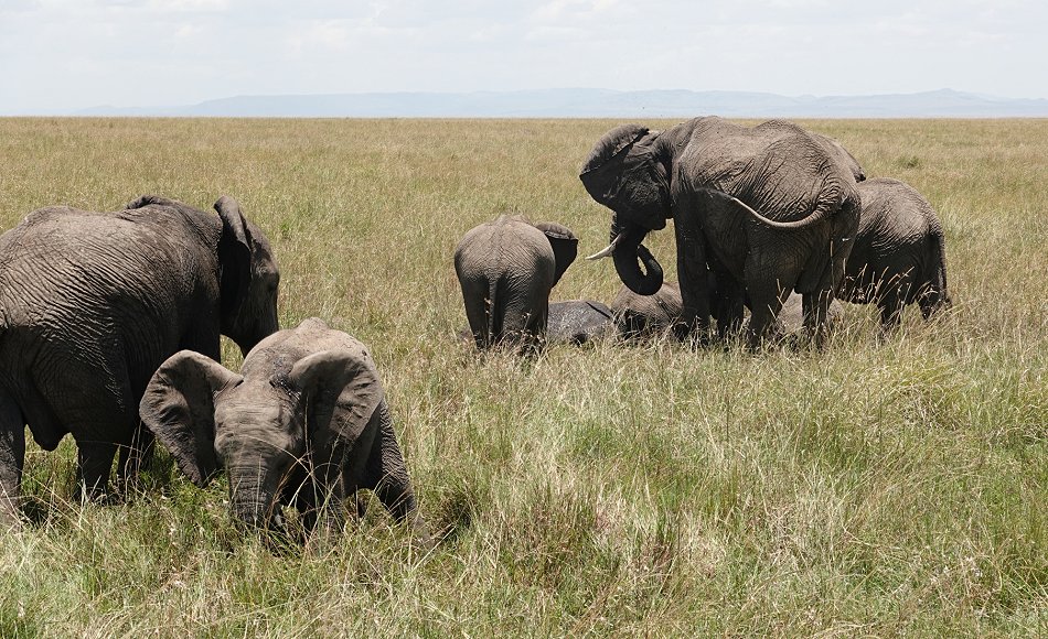 zwischen den Elefanten der Masai Mara