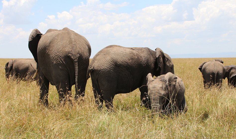 zwischen den Elefanten der Masai Mara